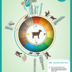 RLP Poster: Goat Maintenance Cycle