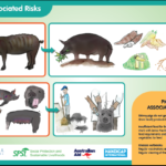 RLP Poster_Pigs Associated Risks