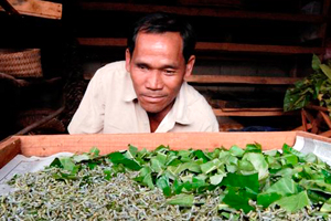 From 1999 to 2006, World Education's projects in the silk sector trained farmers such as Mr. Maisee to grow mulberries in order to raise silk worms (pictured here), thereby increasing their incomes through the selling of high quality raw silk.